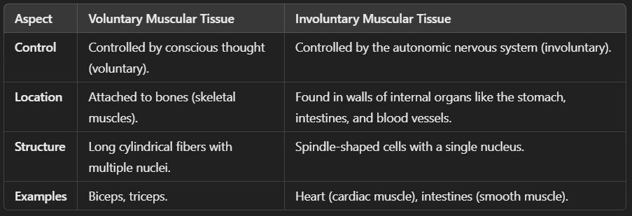 Difference Between Voluntary and Involuntary Muscular Tissue (Animal Tissues)